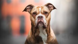 Ghaziabad News : गाजियाबाद की सोसाइटी में कुत्तों को लोगों का खौफ 2 Ghaziabad News