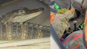 Crocodile Video Viral: वन विभाग सोता रहा और जनता मगरमच्छ से भिड़ गई, कार में बैठे मगरमच्छ का वीडियो हुआ वायरल 2 Crocodile Video Viral