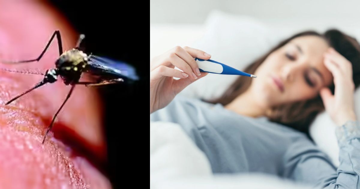 Dengue Malaria Cases