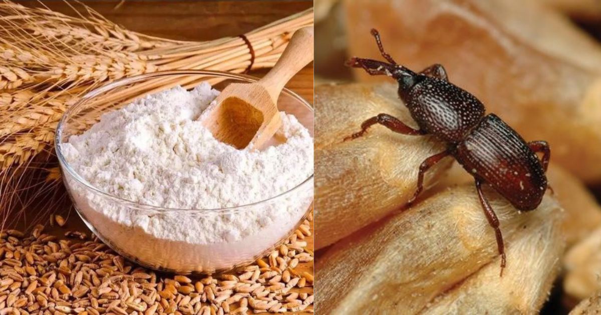 Protect Flour From Insects