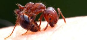 Ant Bite Home Remedies