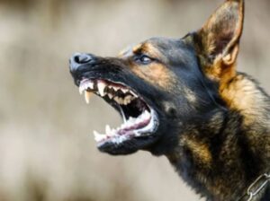 Dog Bite Treatment: कुत्ता काट ले तो घबराएं नहीं, जल्द करें ये उपाय, दूर हो जायगा इंफेक्शन का खतरा 2 Dog Bite Treatment