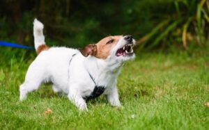 Dog Bite Treatment: कुत्ता काट ले तो घबराएं नहीं, जल्द करें ये उपाय, दूर हो जायगा इंफेक्शन का खतरा 3 Dog Bite Treatment