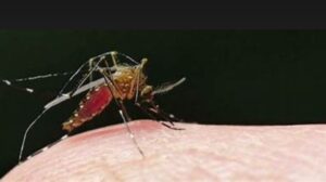 Malaria cases in Delhi