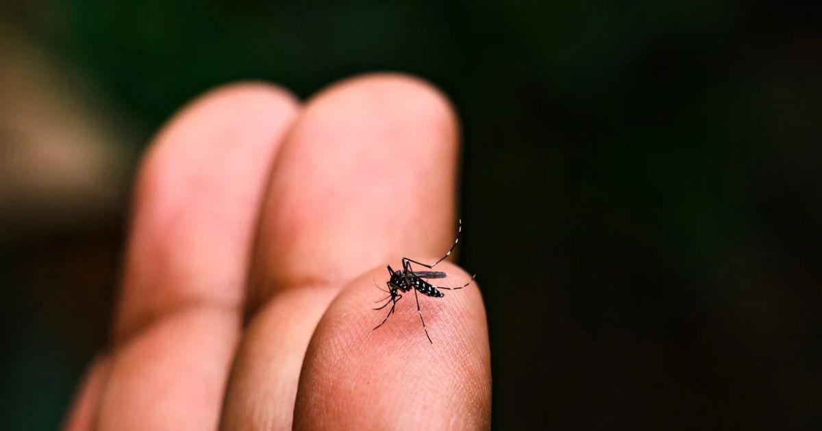 24 घंटे में मिले 5 नए Dengue मरीज, स्वास्थ्य विभाग अलर्ट 4 Dengue