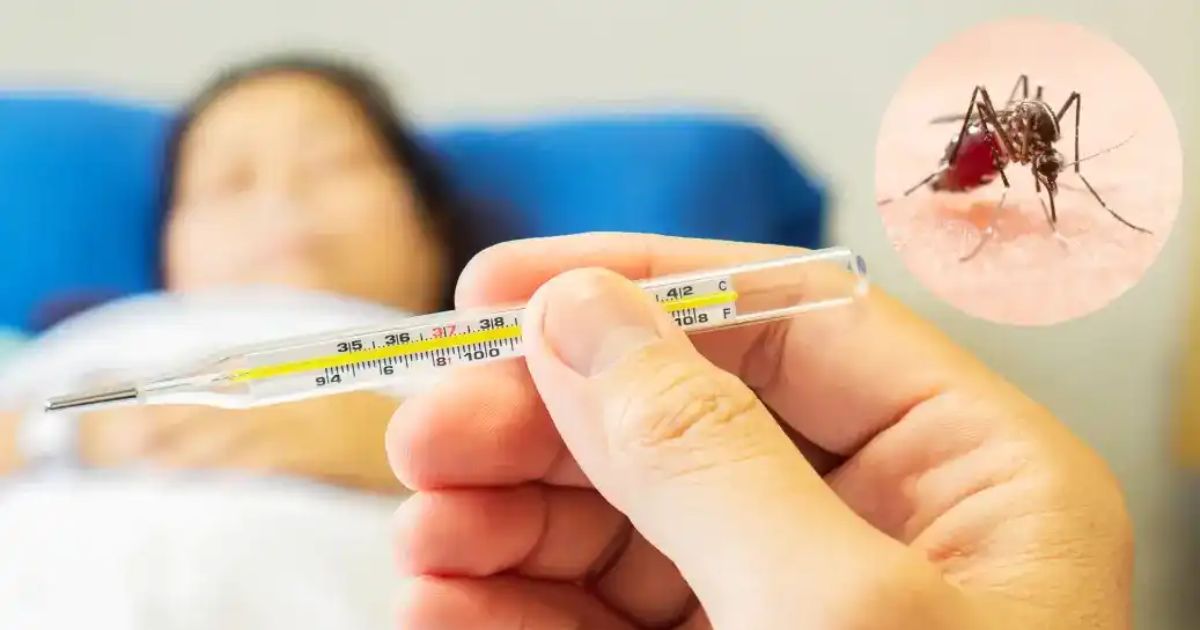 24 घंटे में मिले 5 नए Dengue मरीज, स्वास्थ्य विभाग अलर्ट 2 Dengue