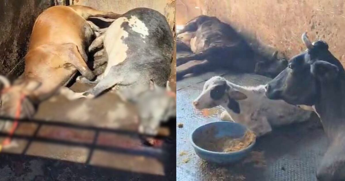 Meerut News : सूरजकुंड डिपो में भूख से तड़प रहे गोवंश, कई की मौत 2 Meerut News