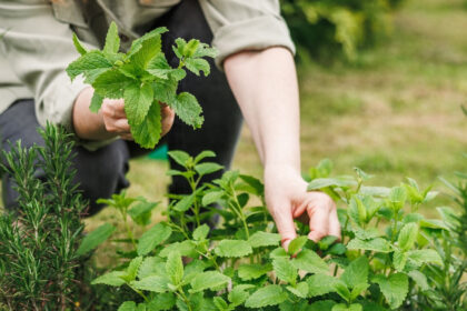 herbs-planting-grow-7-kitchen-plants-at-home