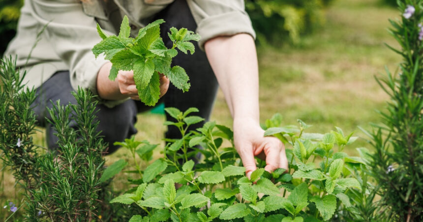 herbs-planting-grow-7-kitchen-plants-at-home