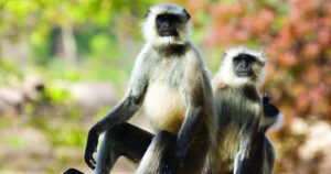 Langur Sound Government Job