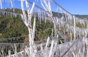 North India Cold Wave Update