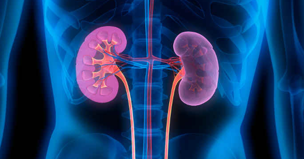 Silent Kidney Disease: जिम बॉडी के पीछे छूट रही किडनी? पेशाब में प्रोटीन दे सकता है खामोश चेतावनी 2 Silent Kidney Disease