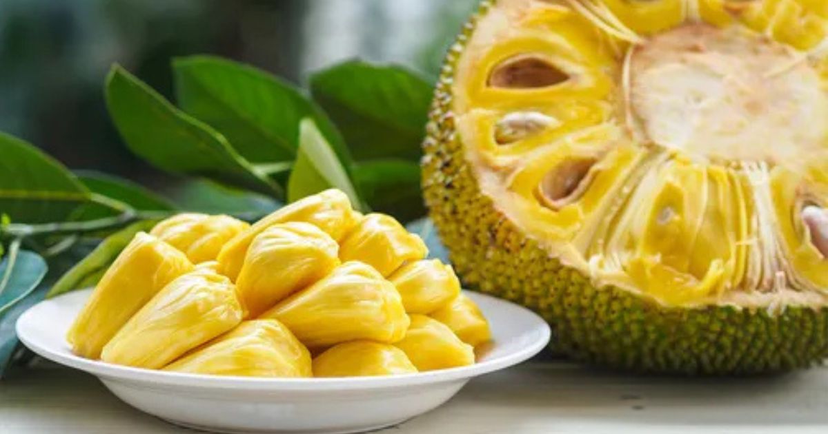 Jackfruit Health Benefits: कटहल एक ऐसा हेल्दी फूड जो बदल रहा है खाने और सेहत का ट्रेंड, जानें इसके सुपर फायदे 2 Jackfruit Health Benefits