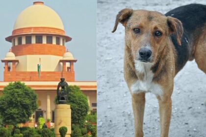 Supreme Court Stray Dogs Case