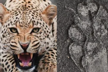 24 09 2024 ghaziabad sahibabad leopard 23802965