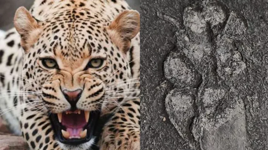 24 09 2024 ghaziabad sahibabad leopard 23802965