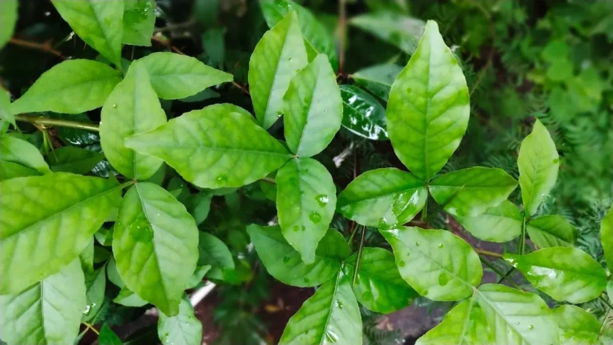Bael Leaf Health Benefits