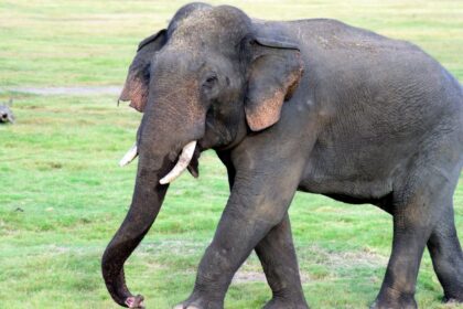 Short-Term Animal Adoption