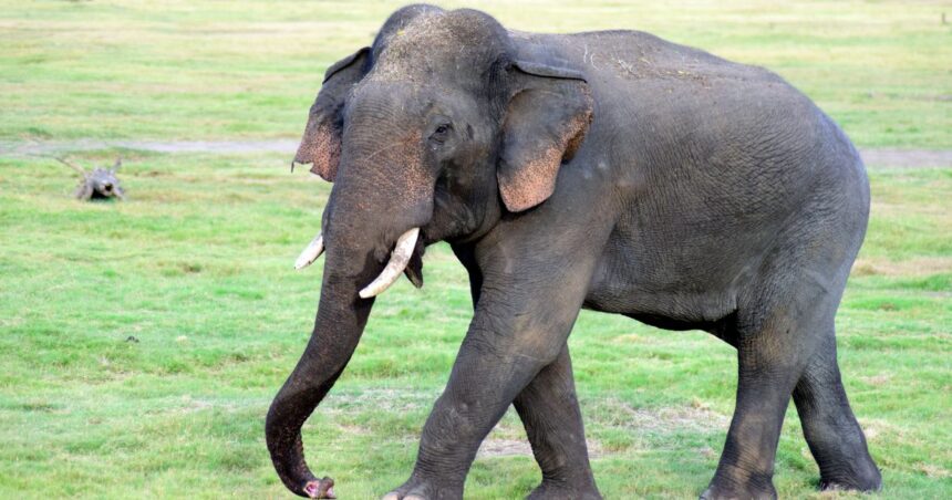 Short-Term Animal Adoption