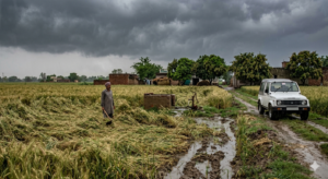 Rain Impact: बेमौसम बारिश ने बढ़ाई किसानों की धड़कनें, जानिए फसलों को कितना फायदा, कितना नुकसान? 2 Rain Impact on Crops