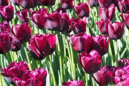 Kashmir Tulip Research Center