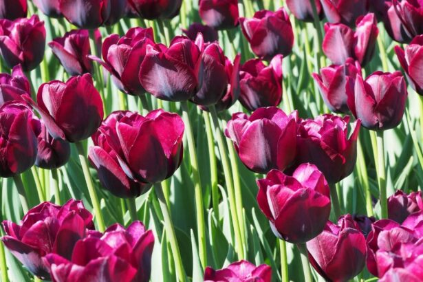 Kashmir Tulip Research Center