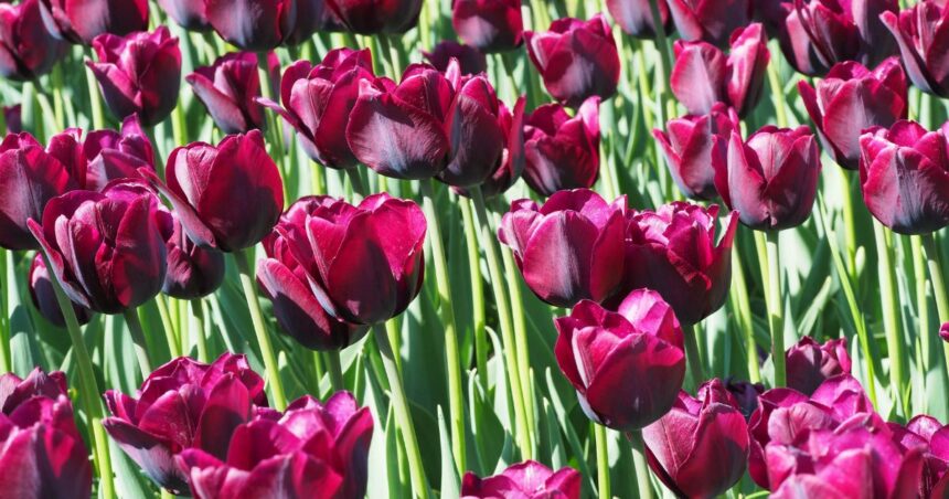 Kashmir Tulip Research Center