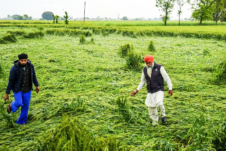 Rain Impact on crops