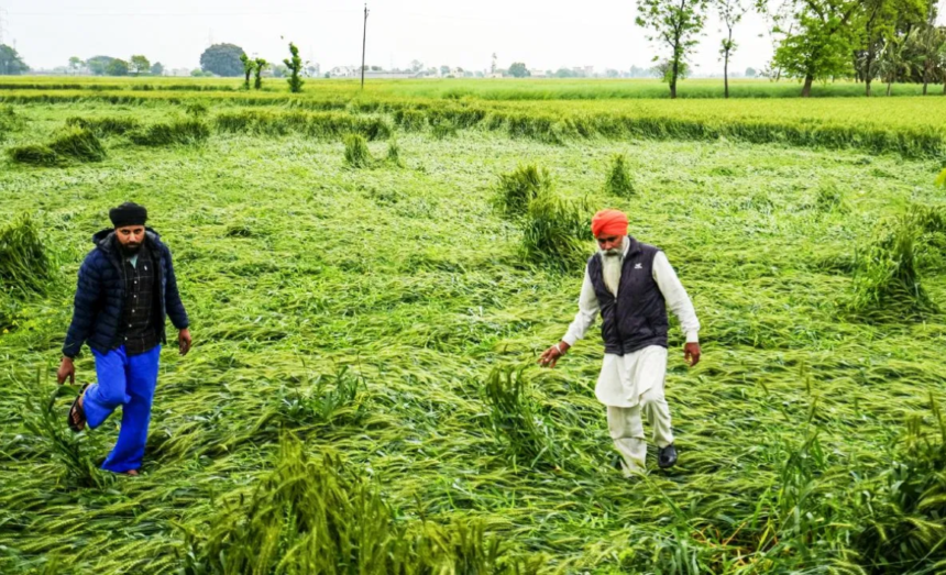 Rain Impact on crops