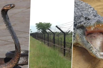 India Bangladesh Border Security