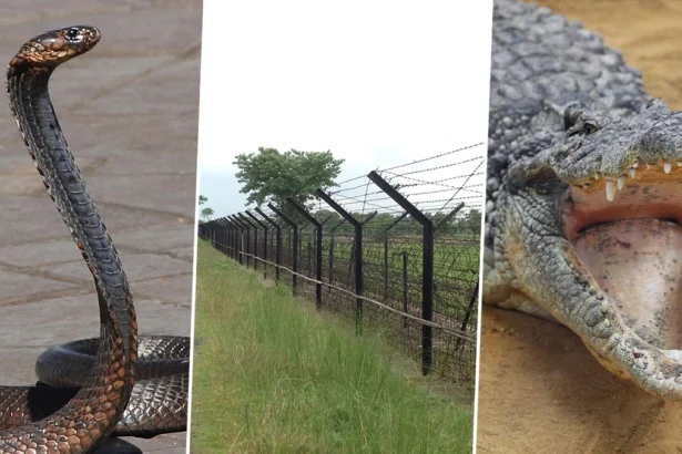 India Bangladesh Border Security