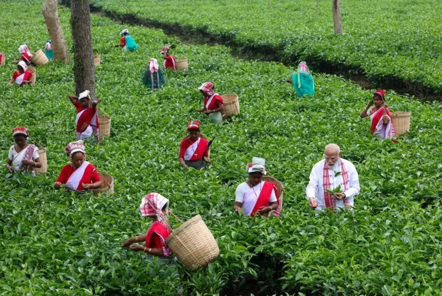 PM Modi Tea Garden Visit