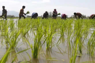 commodities mclink 01fin 770x433 1