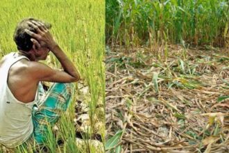 Haryana Crop Damage