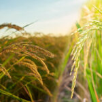 Largest Rice Producing State