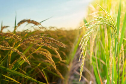 Largest Rice Producing State