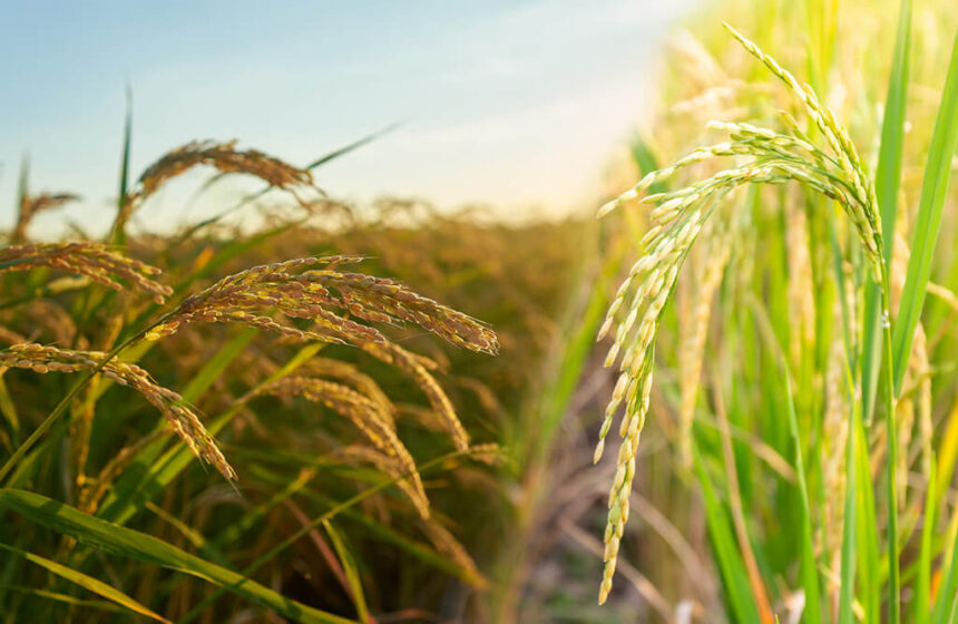 Largest Rice Producing State