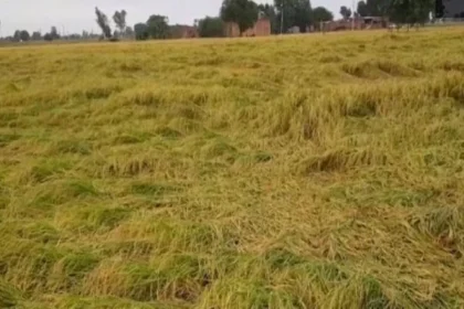 Punjab Heavy Rain Crop Damage