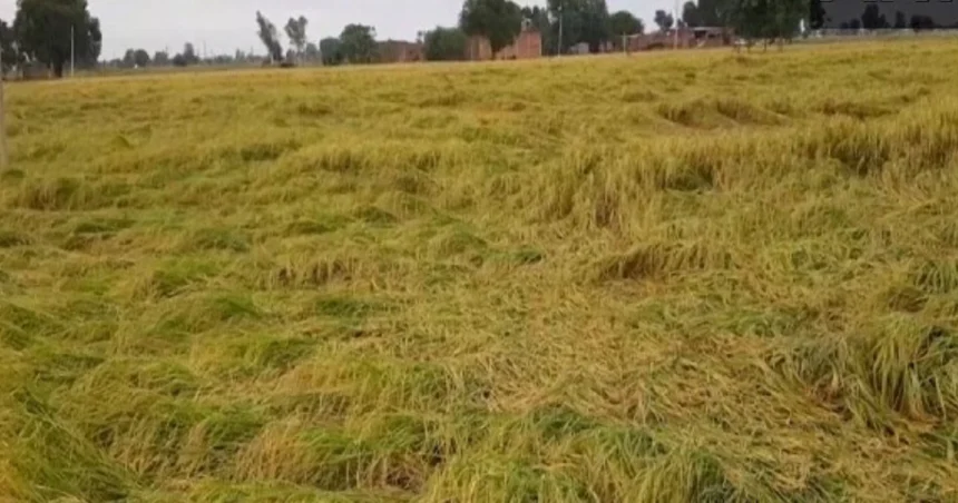 Punjab Heavy Rain Crop Damage