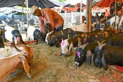 Illegal Goat Market