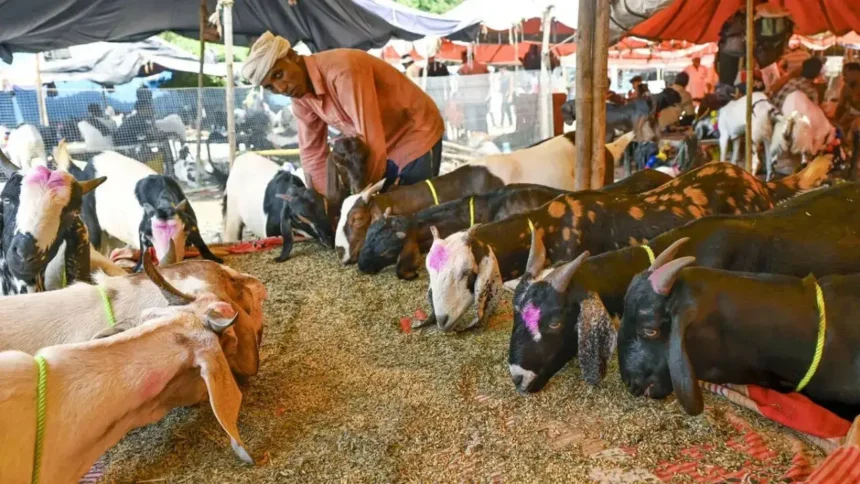 Illegal Goat Market