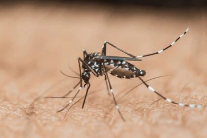 Delhi Dengue Cases