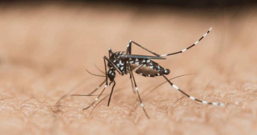 Delhi Dengue Cases