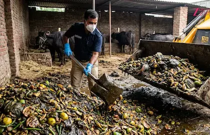 Delhi NCR Pickle Factory: Food safety officials during the Raid destroying 3400 kg of rotten pickle found in unhygienic buffalo shed-based factories.