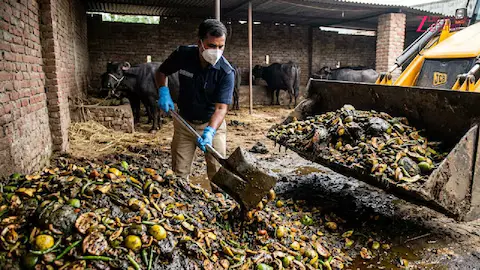 Delhi NCR Pickle Factory: Food safety officials during the Raid destroying 3400 kg of rotten pickle found in unhygienic buffalo shed-based factories.