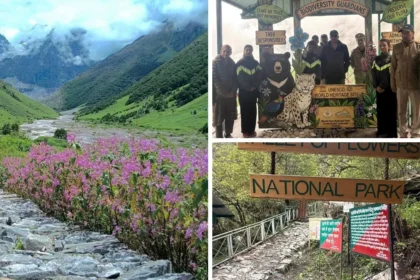 Valley of Flowers National Park: Tourists trekkingin Chamoli Uttarakhand surrounded by Himalayan flowers and mountains