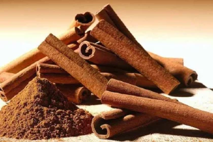 Cinnamon Farming plantation in Uttarakhand with farmers and international experts discussing advanced cultivation techniques at an agricultural seminar.