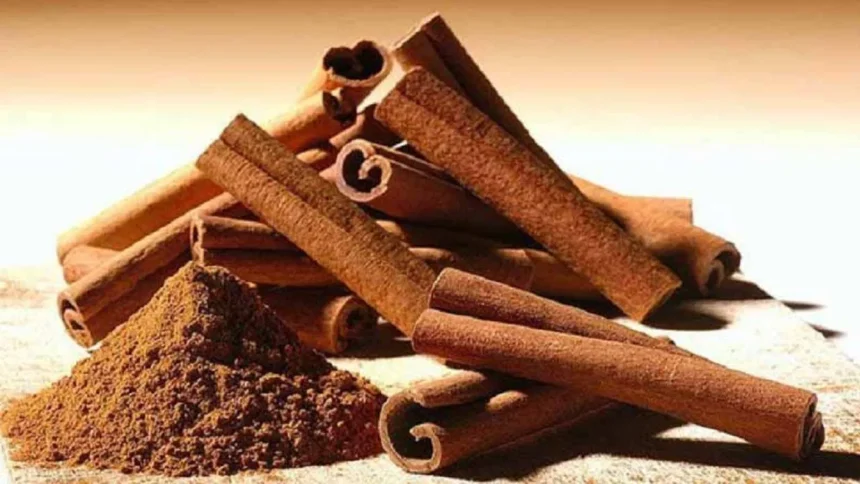 Cinnamon Farming plantation in Uttarakhand with farmers and international experts discussing advanced cultivation techniques at an agricultural seminar.