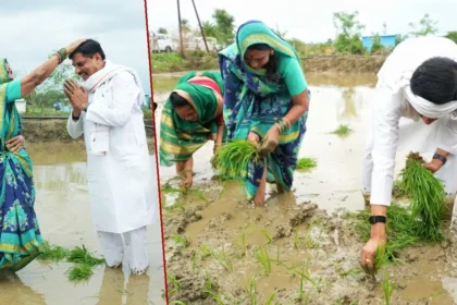 MP Paddy Festival: CM Mohan Yadav participates in MP Paddy Festival by sowing paddy with farmers in Seoni and announces development projects and farmer welfare schemes.