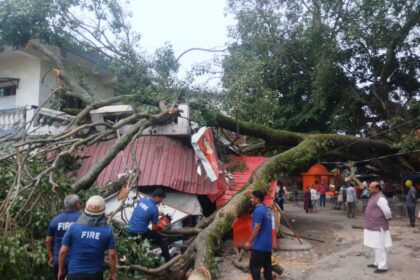 100-year-old tree uprooted in Mussoorie amid heavy rainfall during Orange Alert as landslides disrupt roads across the state.